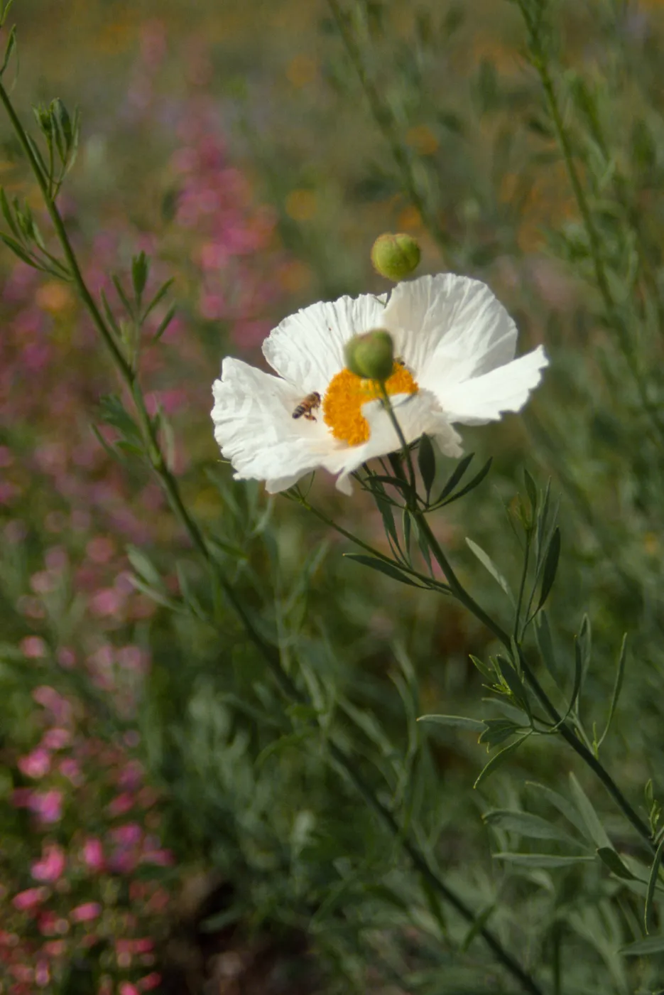 Romneya trichocalyx