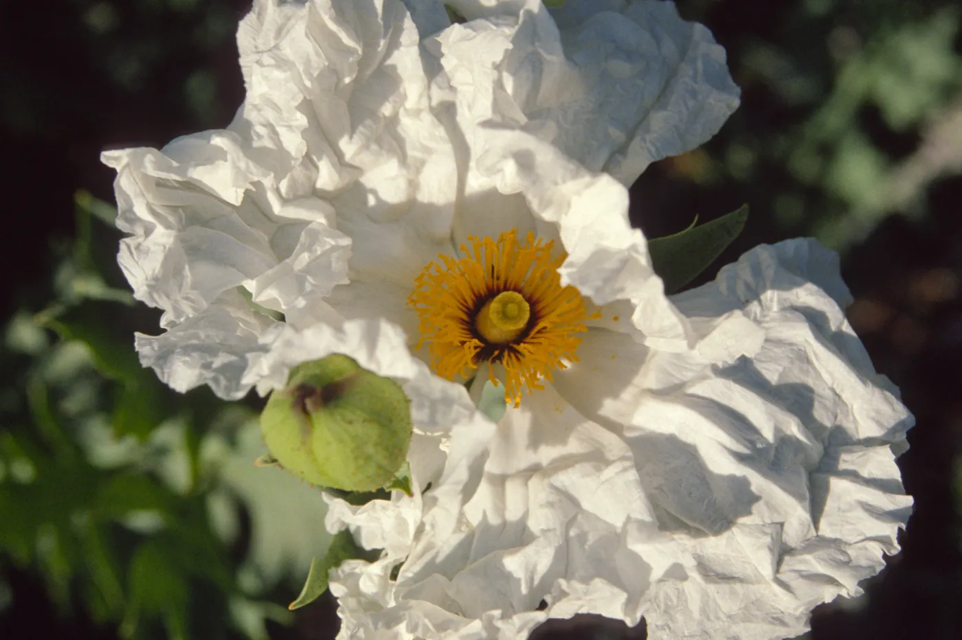 Romneya coulteri