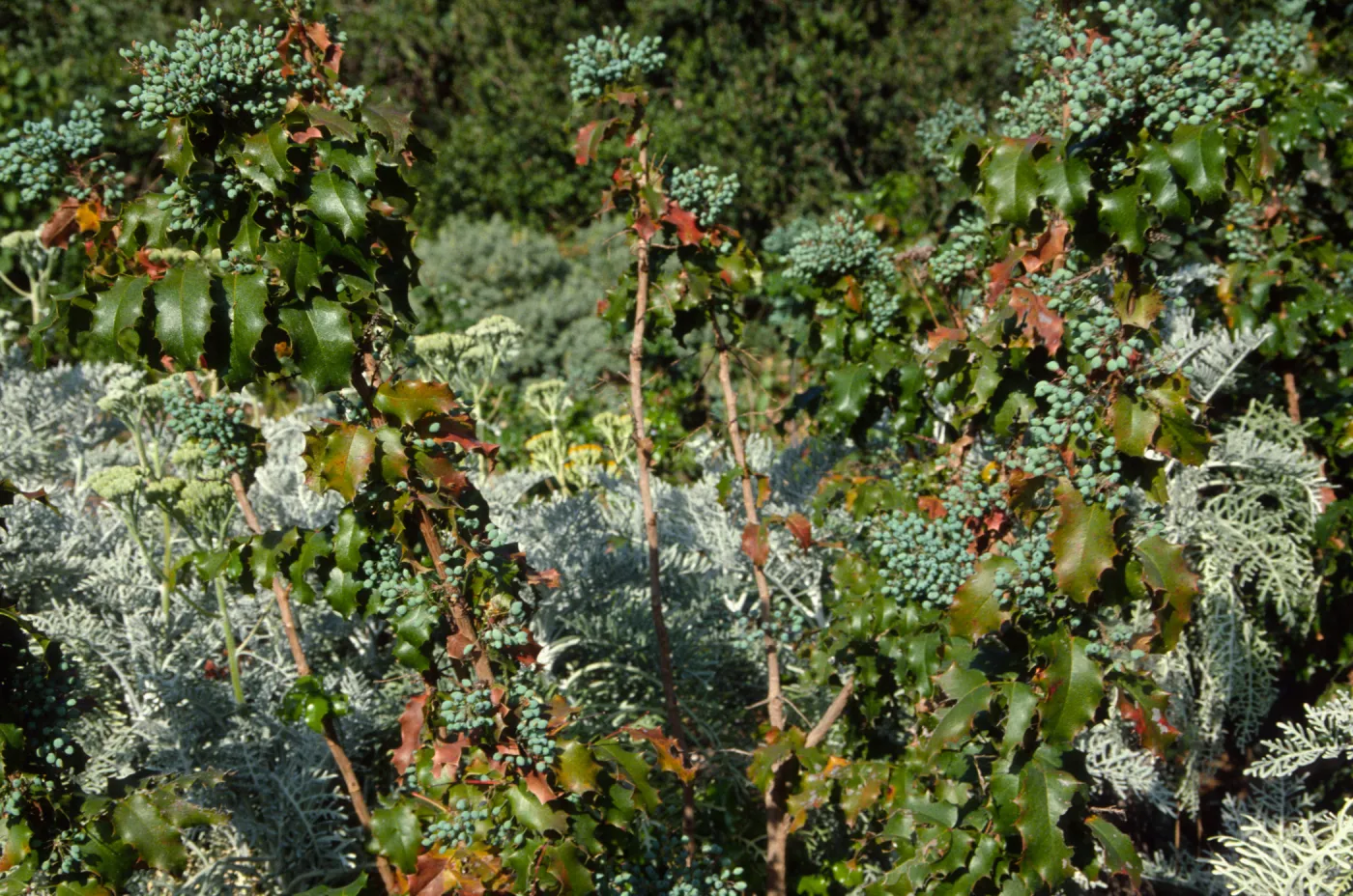 Berberis