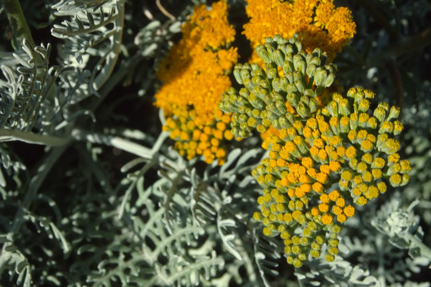 Eriophyllum