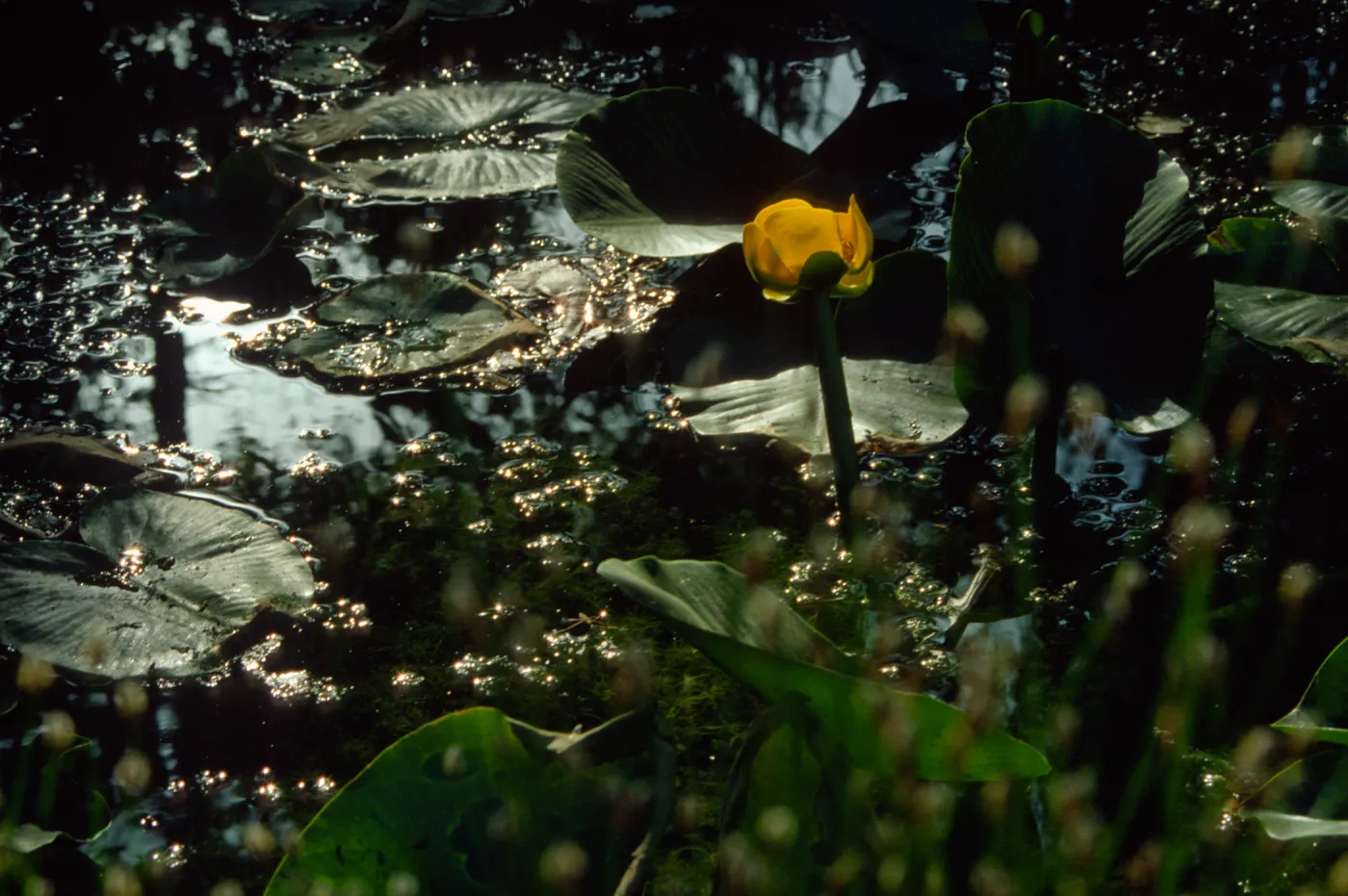 Nuphar