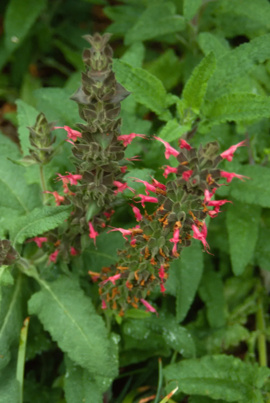 Salvia spathacea (California Hummmingbird Sage)