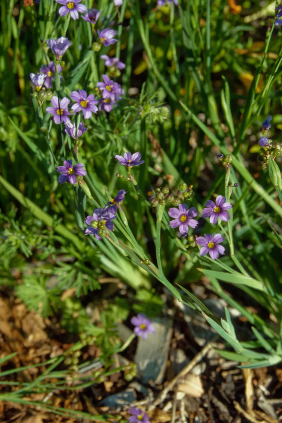 Sisyrinchium bellum