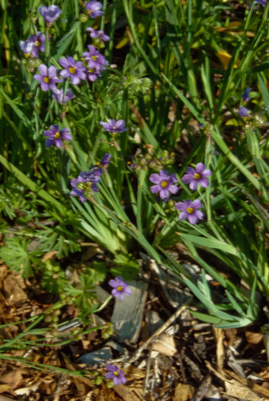 Sisyrinchium bellum