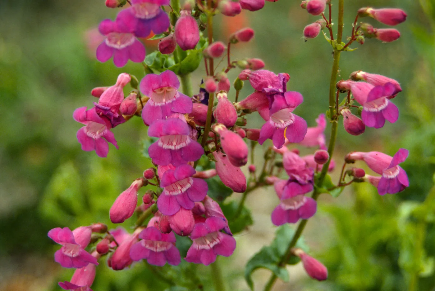 Penstemon ?