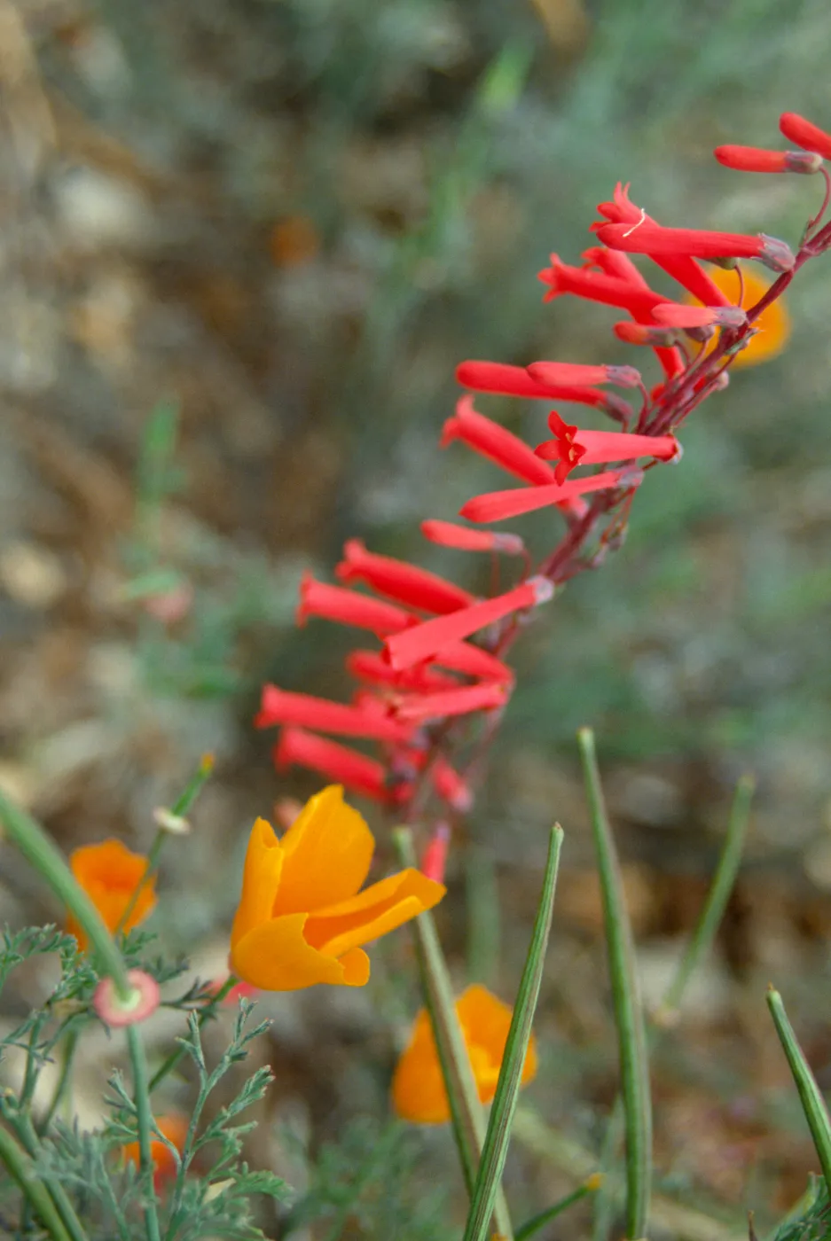 Epilobium canum