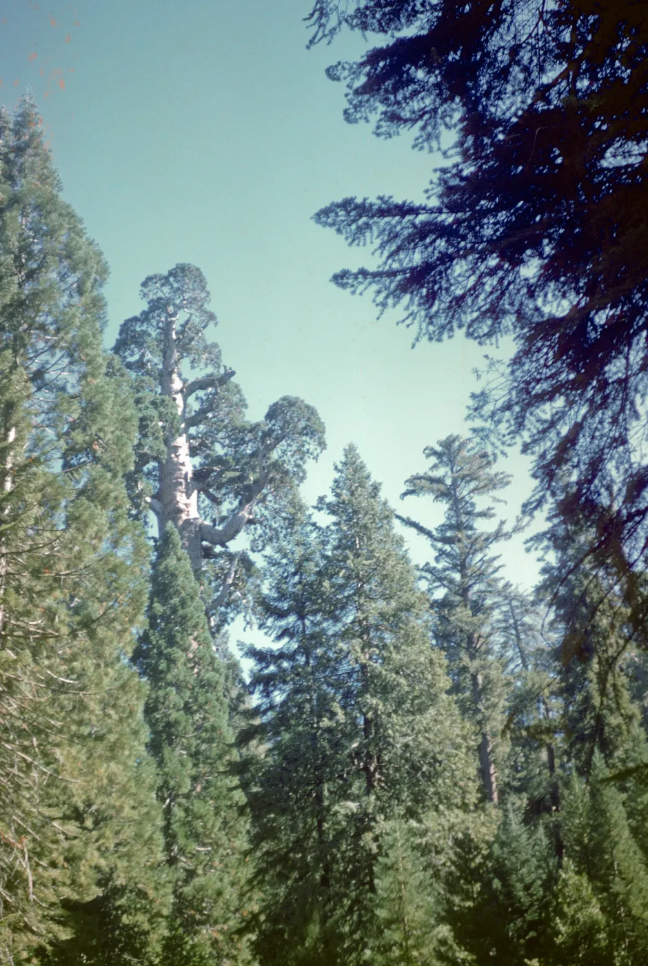 Grizzly Giant Sequoia, Mariposa Grove