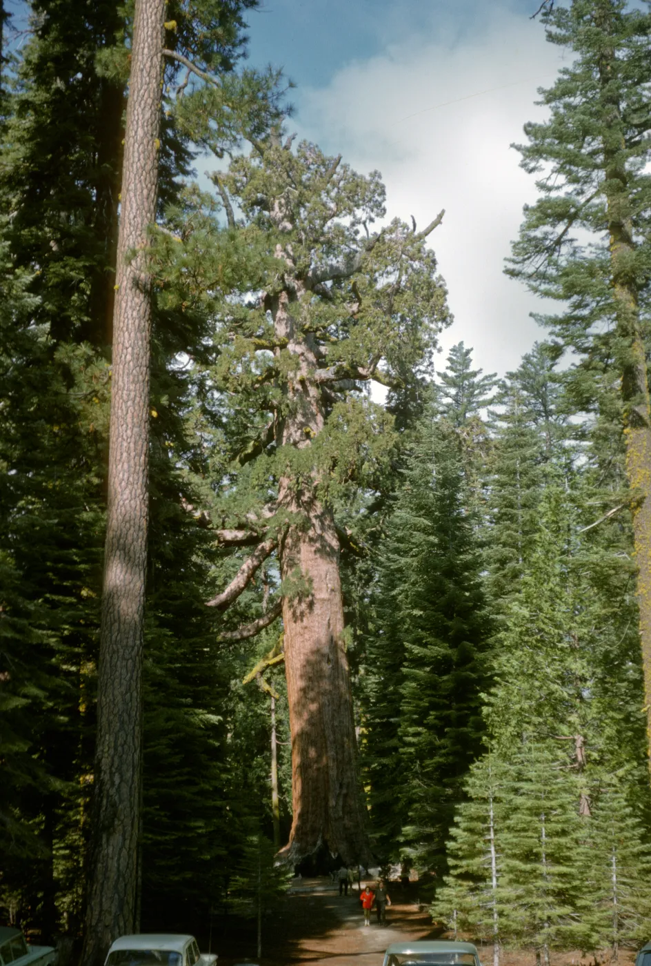 Grizzly Giant Sequoia, Mariposa Grove