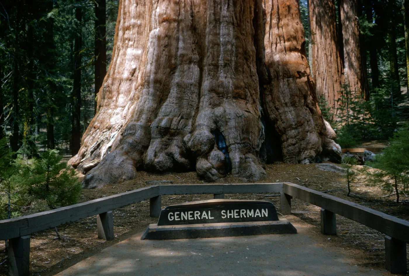 General Sherman Sequoia, Sequoiadendron gigantea