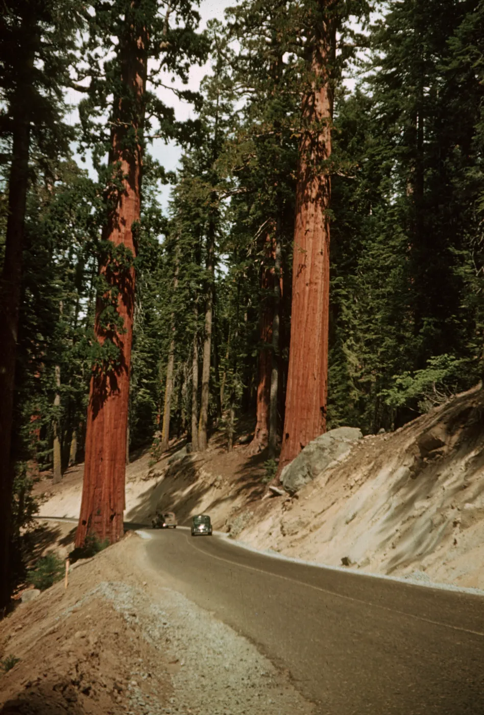General's Highway, below Sherman Tree, Sequoia NP