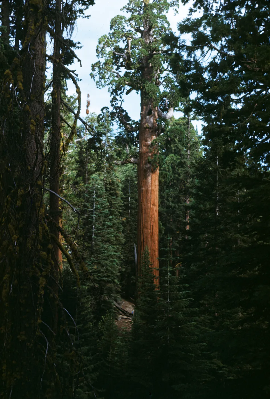 General Grant Sequoia