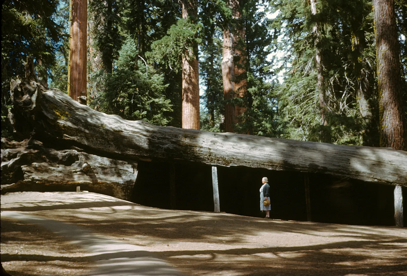 Fallen Monarch Sequoia, Sequoiadendron gigantea
