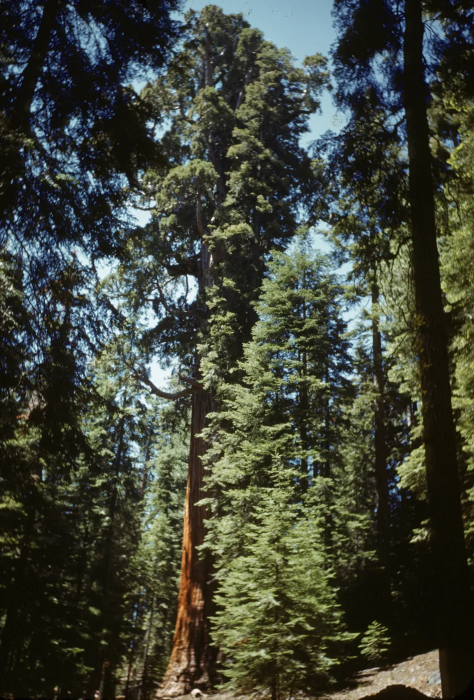 The President Sequoiadendron