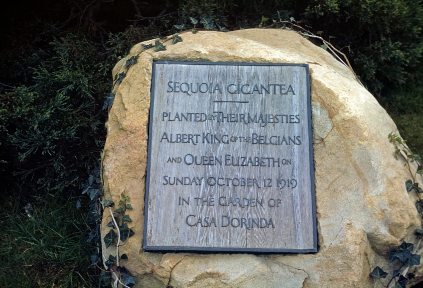 King Albert Tree, Casa Dorinda