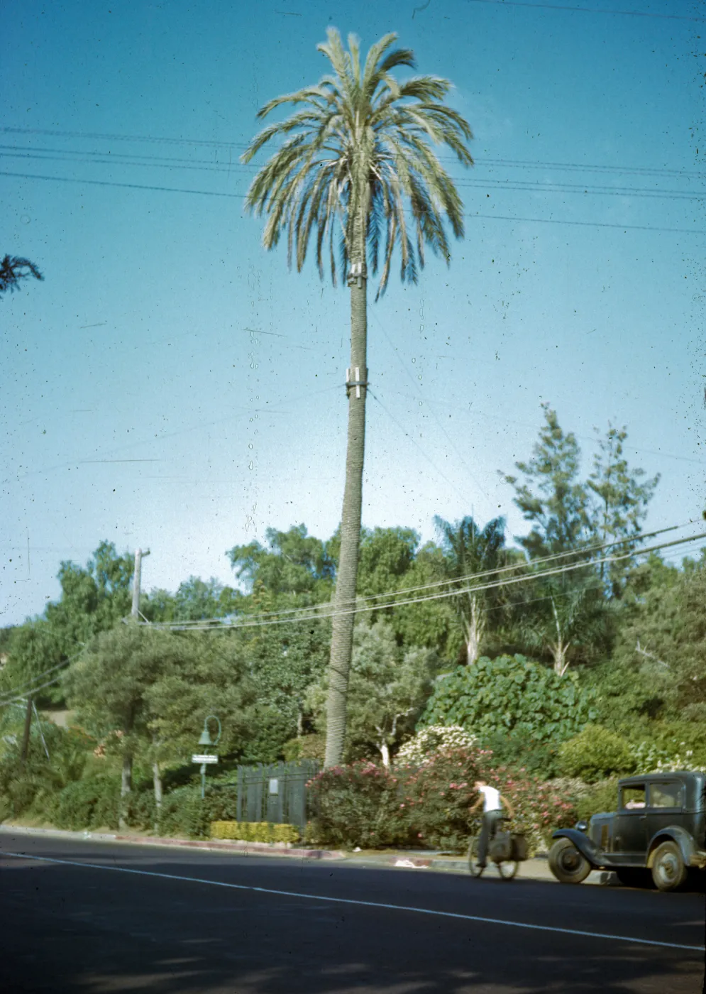 Serra Palm