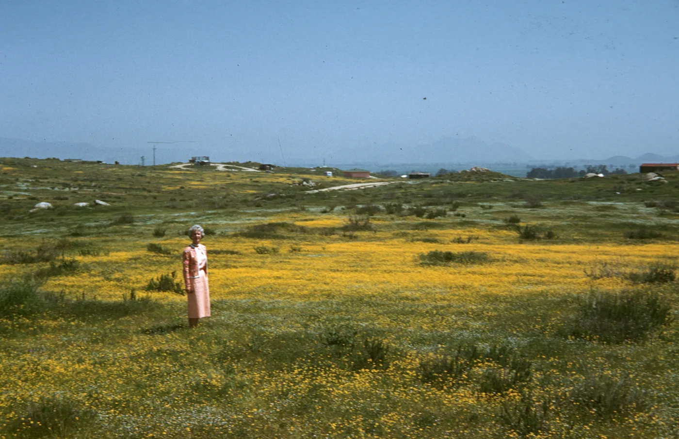 Lyda Edge, field of wildflowers near Perris
