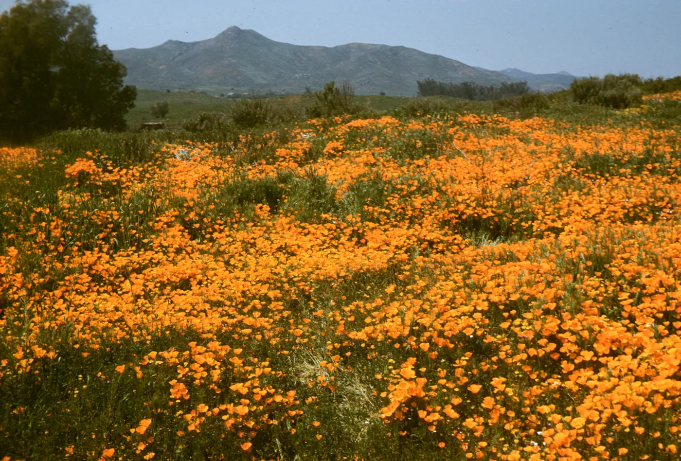 field of poppies near Perris
