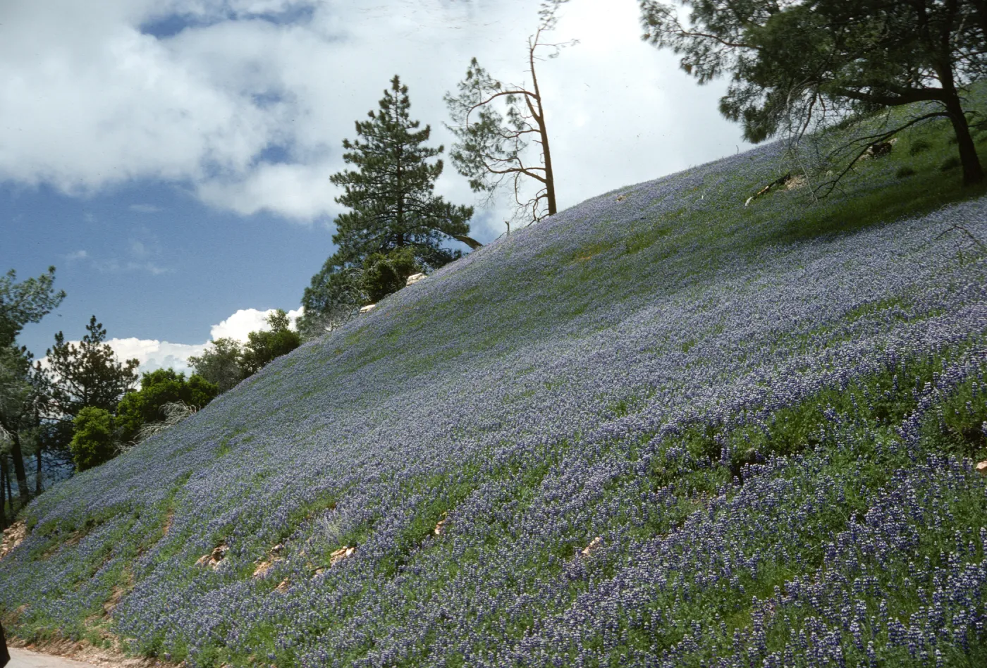 Lupinus nanus hill slope, Figueroa Mountain Road, wildflowers