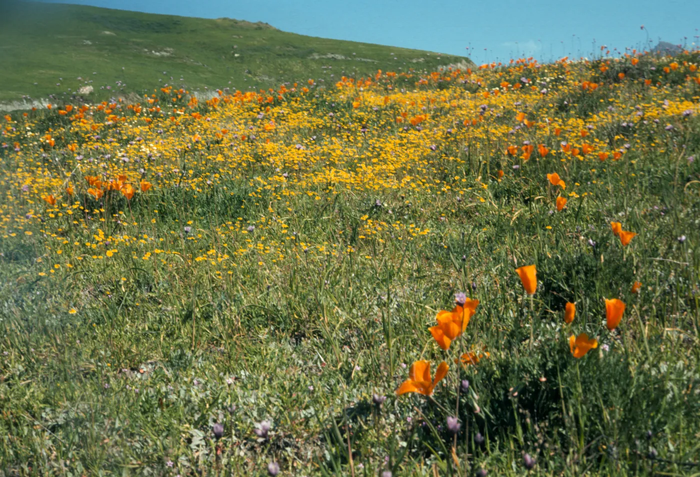 Happy Canyon view, wildflowers