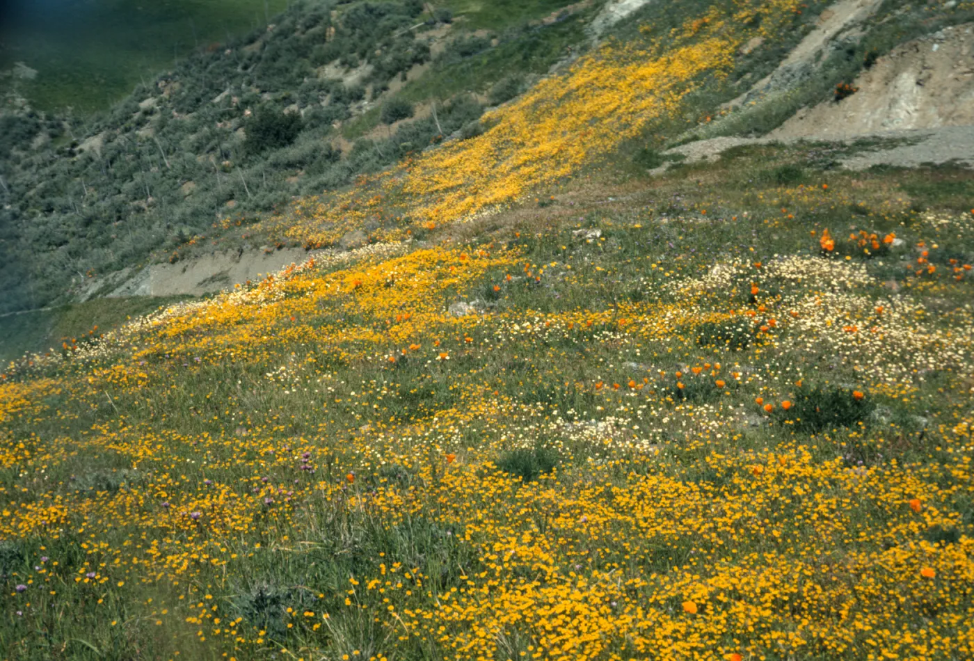 Happy Canyon view, wildflowers
