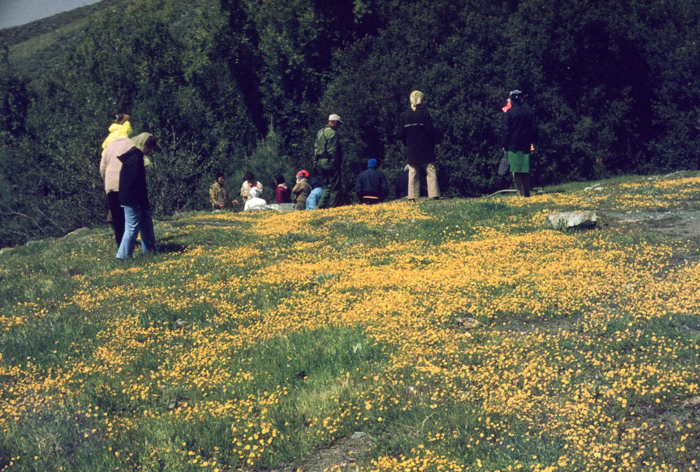SBBG Wildflower Field Trip to De la Guerra, goldfields