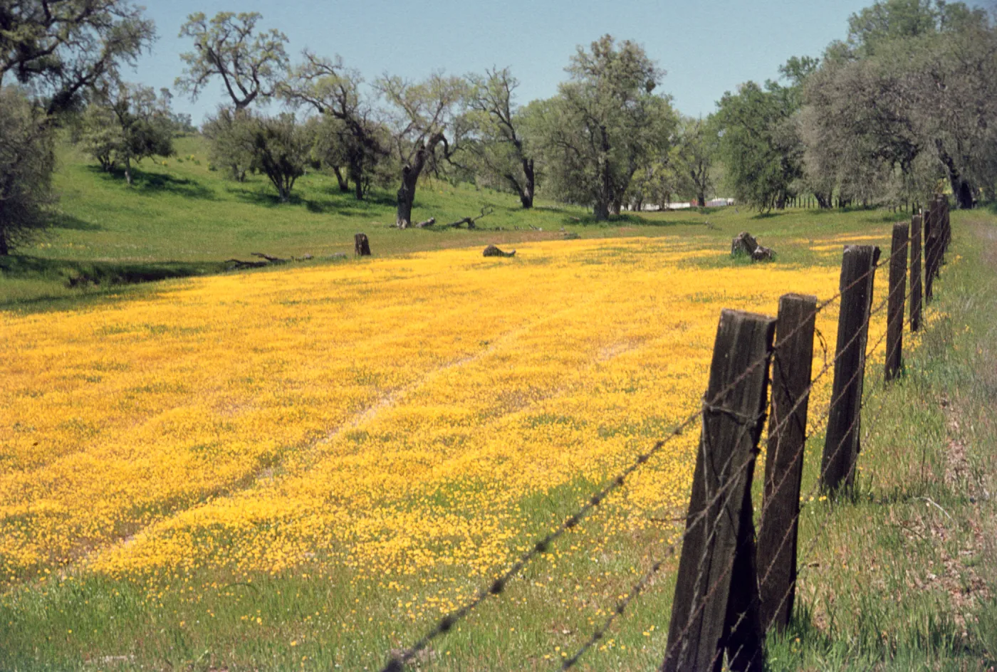 field of Lasthenia, Shell Creek, wildflowers