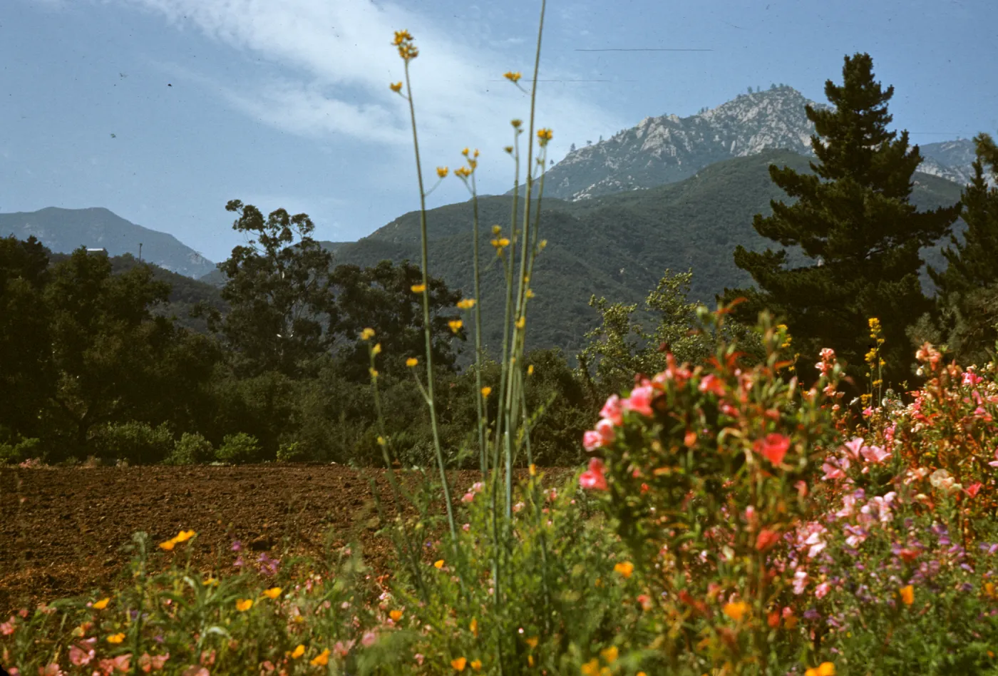 SBBG, Meadow unplanted, La Cumbre Peak