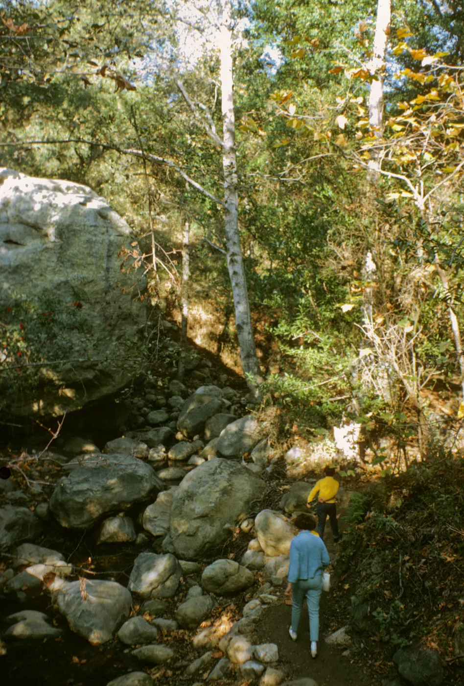 SBBG, visitors walking on the Mission Creek Trail in Mission Canyon