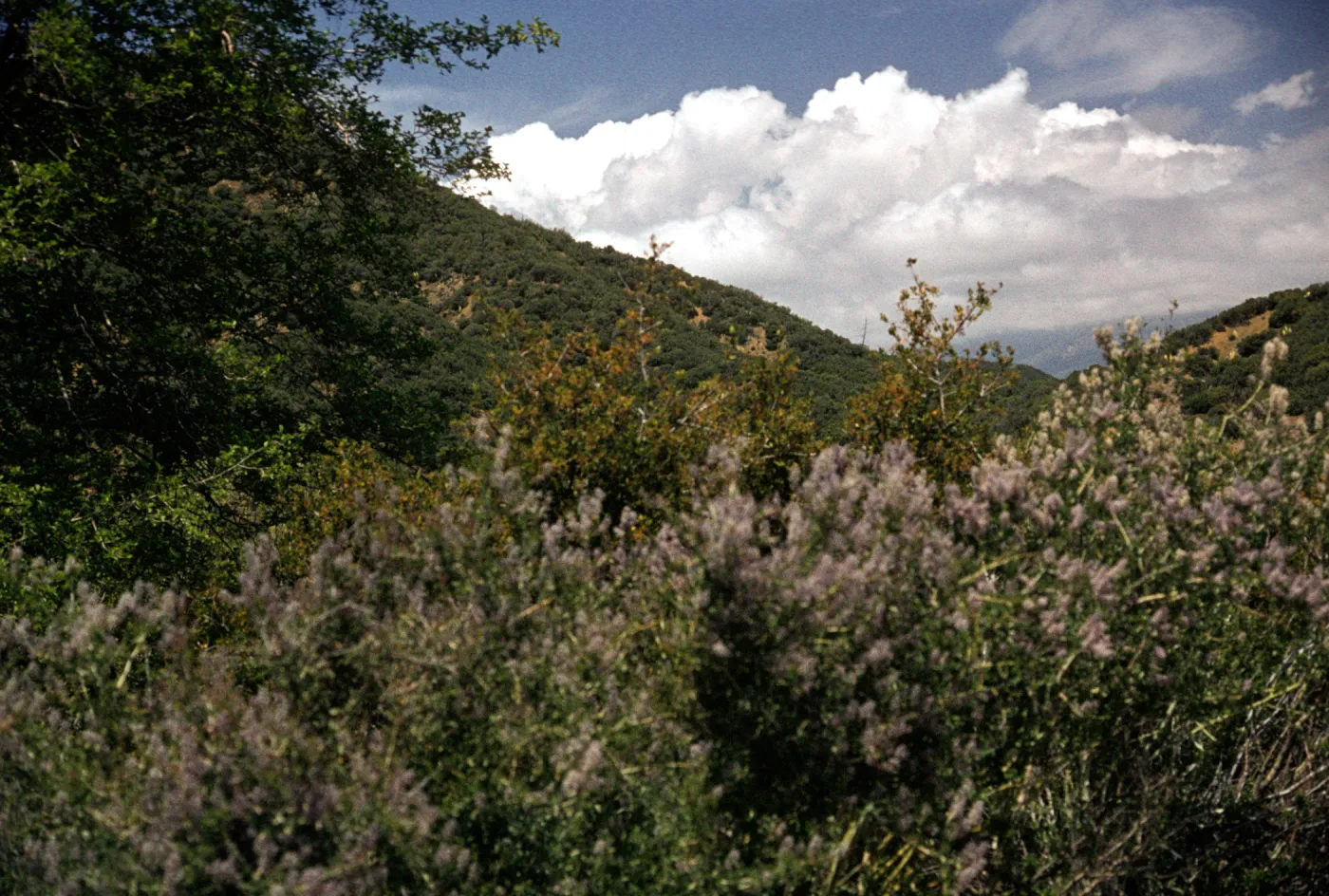 Rose Valley
