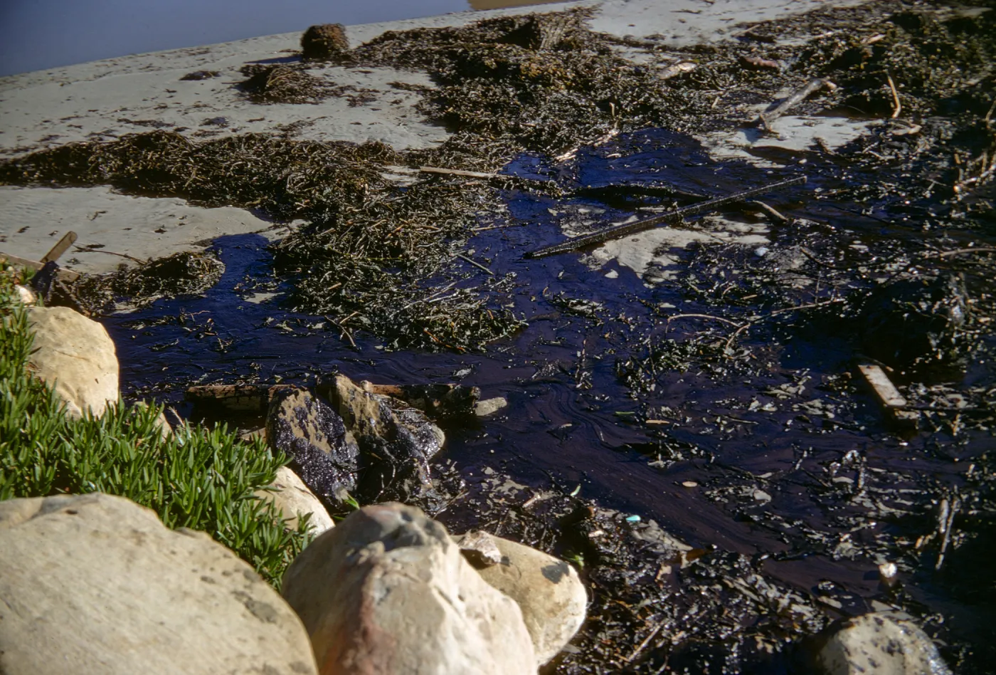 oil, Arroyo Burro Beach, Santa Barbara
