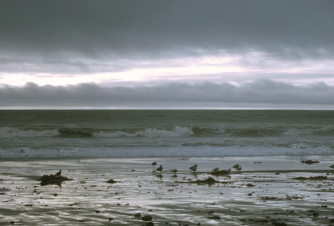 Arroyo Burro Beach, Santa Barbara, ocean waves, shore birds