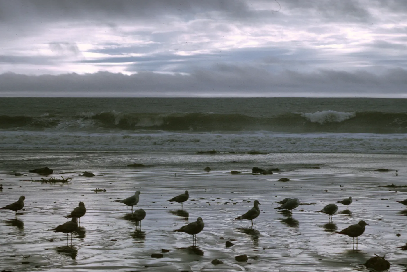 Arroyo Burro Beach, Santa Barbara, ocean waves, shore birds