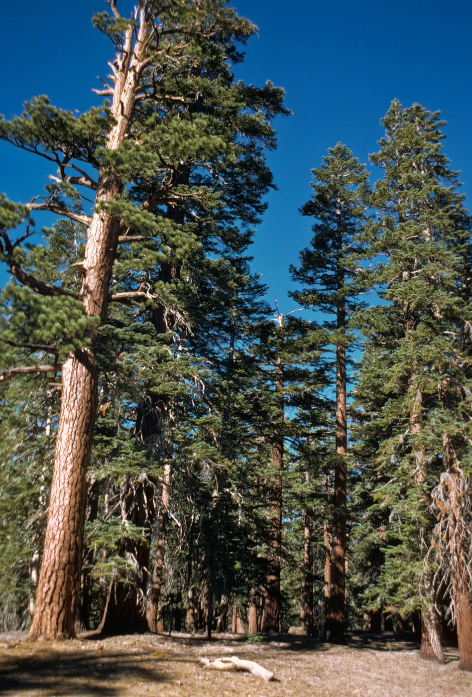 Jeffrey Pine and Red fir forest, Mammoth
