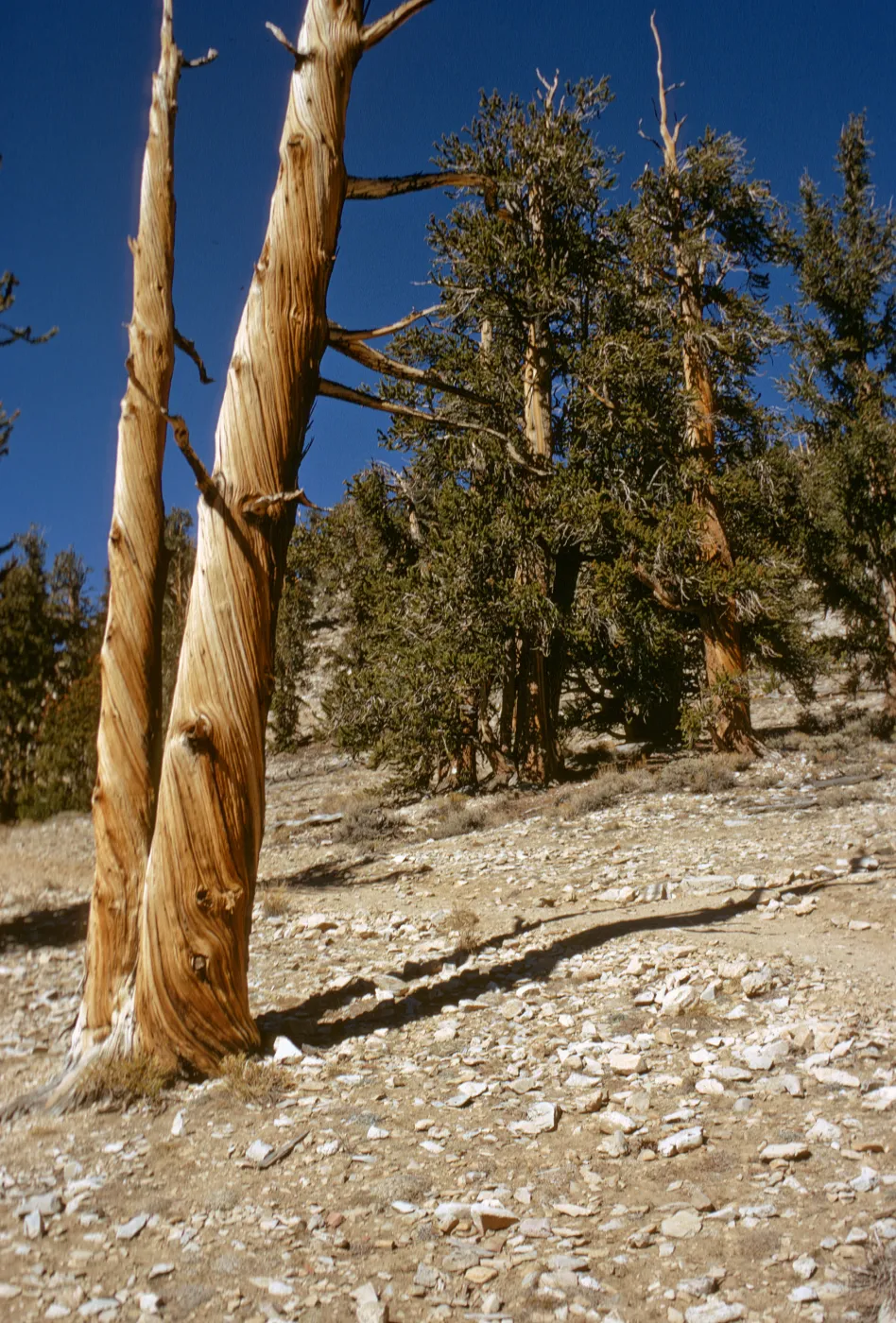 trees, White Mountains