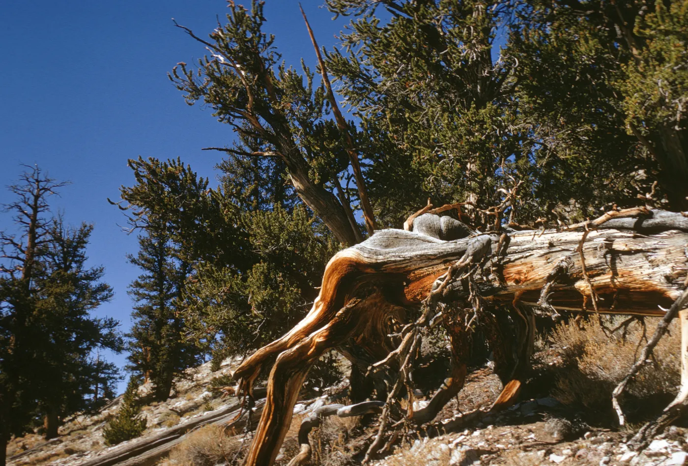 gnarled trees, White Mountains