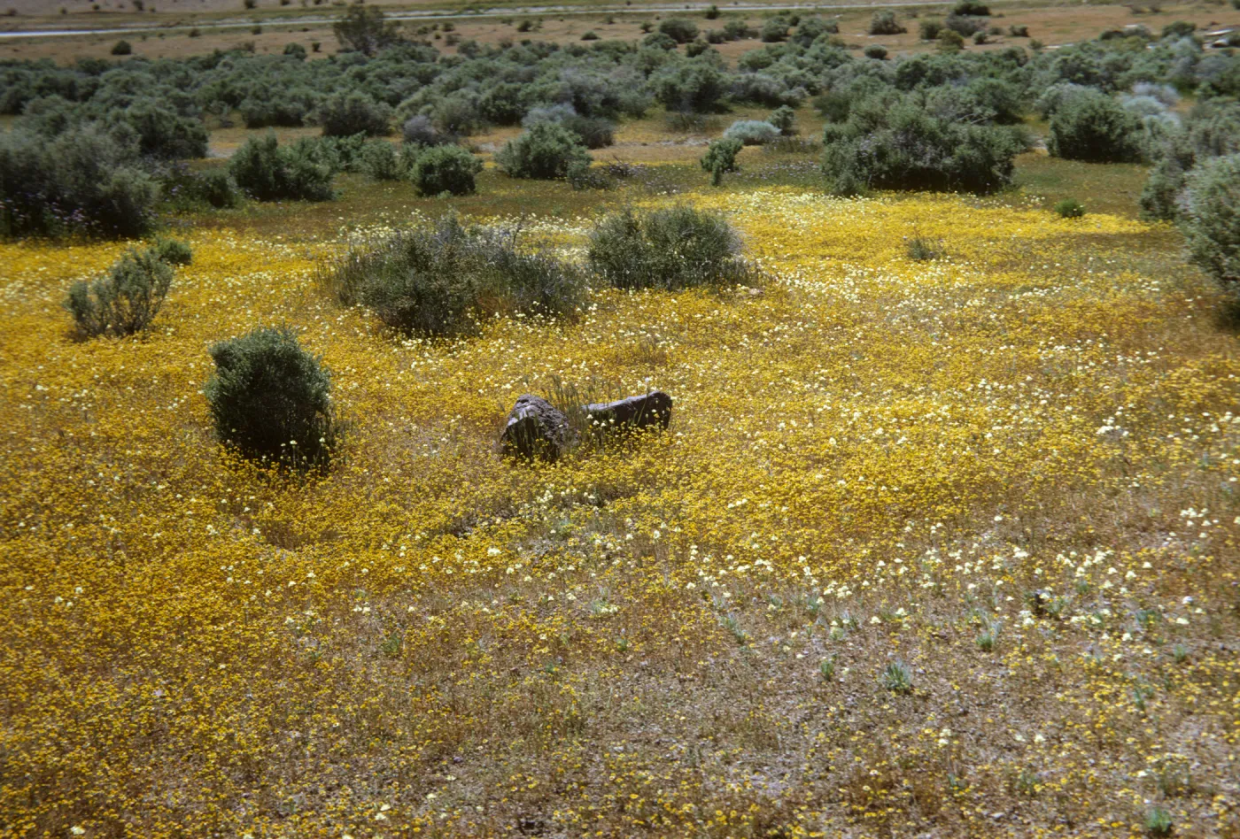 wildflower field, Mojave