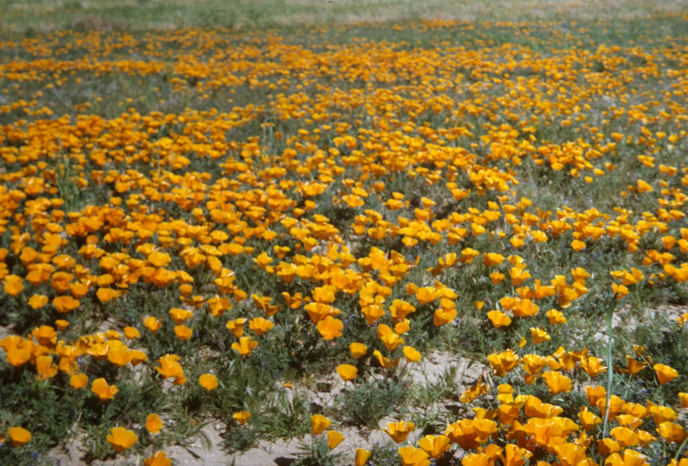 wildflowers, field of poppies, road to Gorman