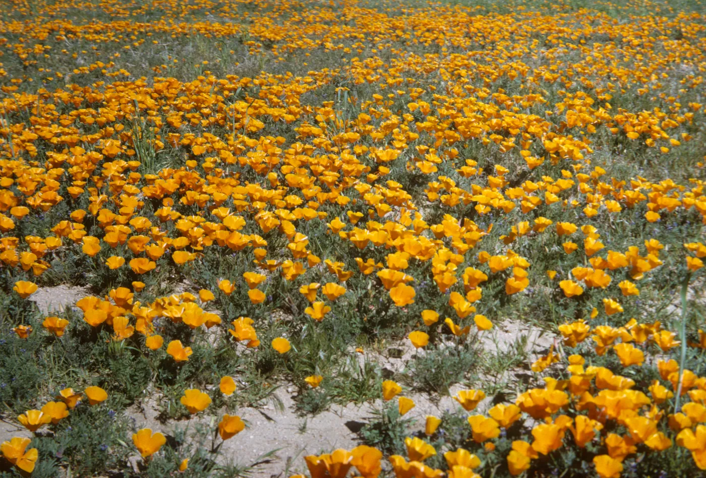 wildflowers, field of poppies, road to Gorman