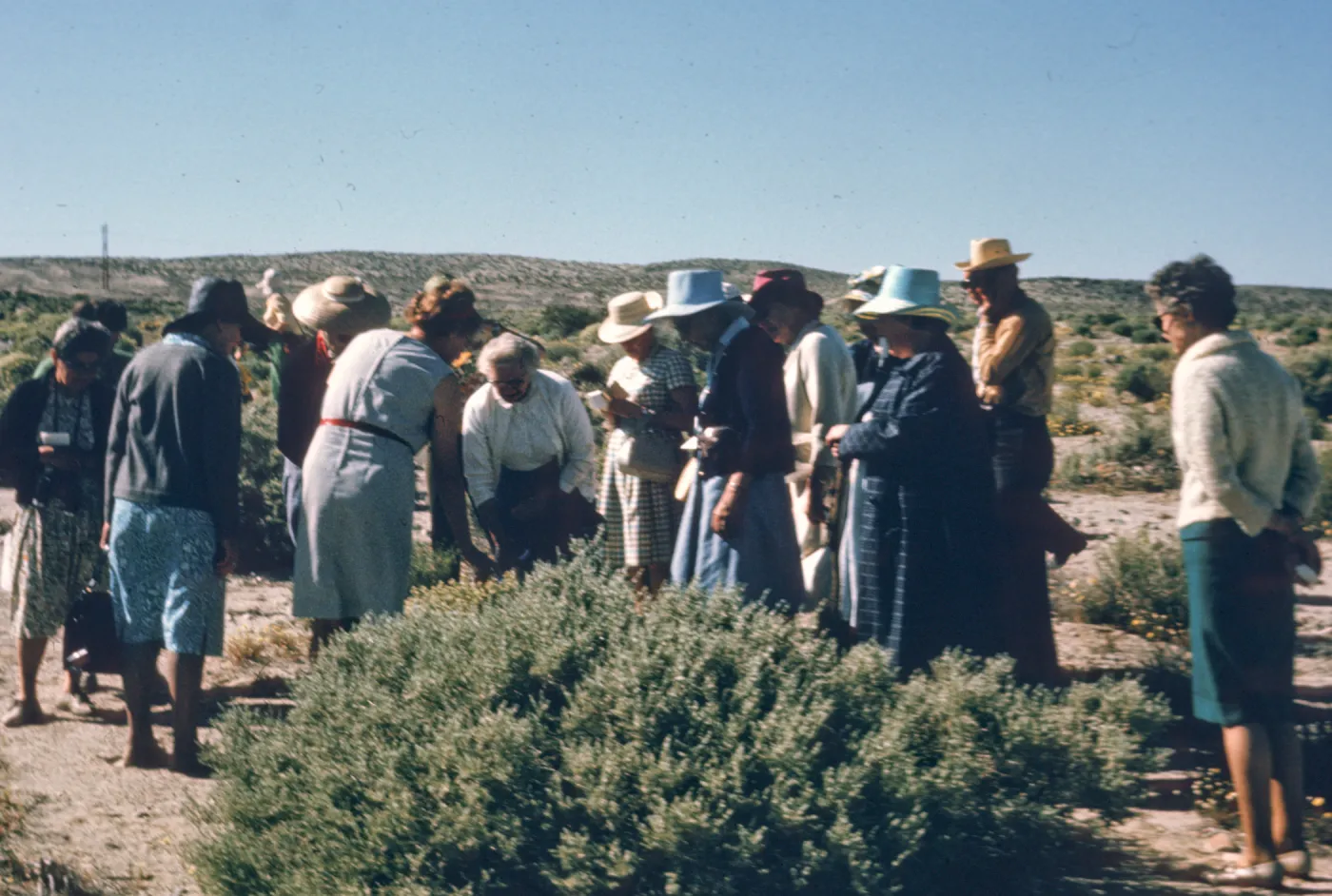 SBBG field trip, Mojave Desert , 1969