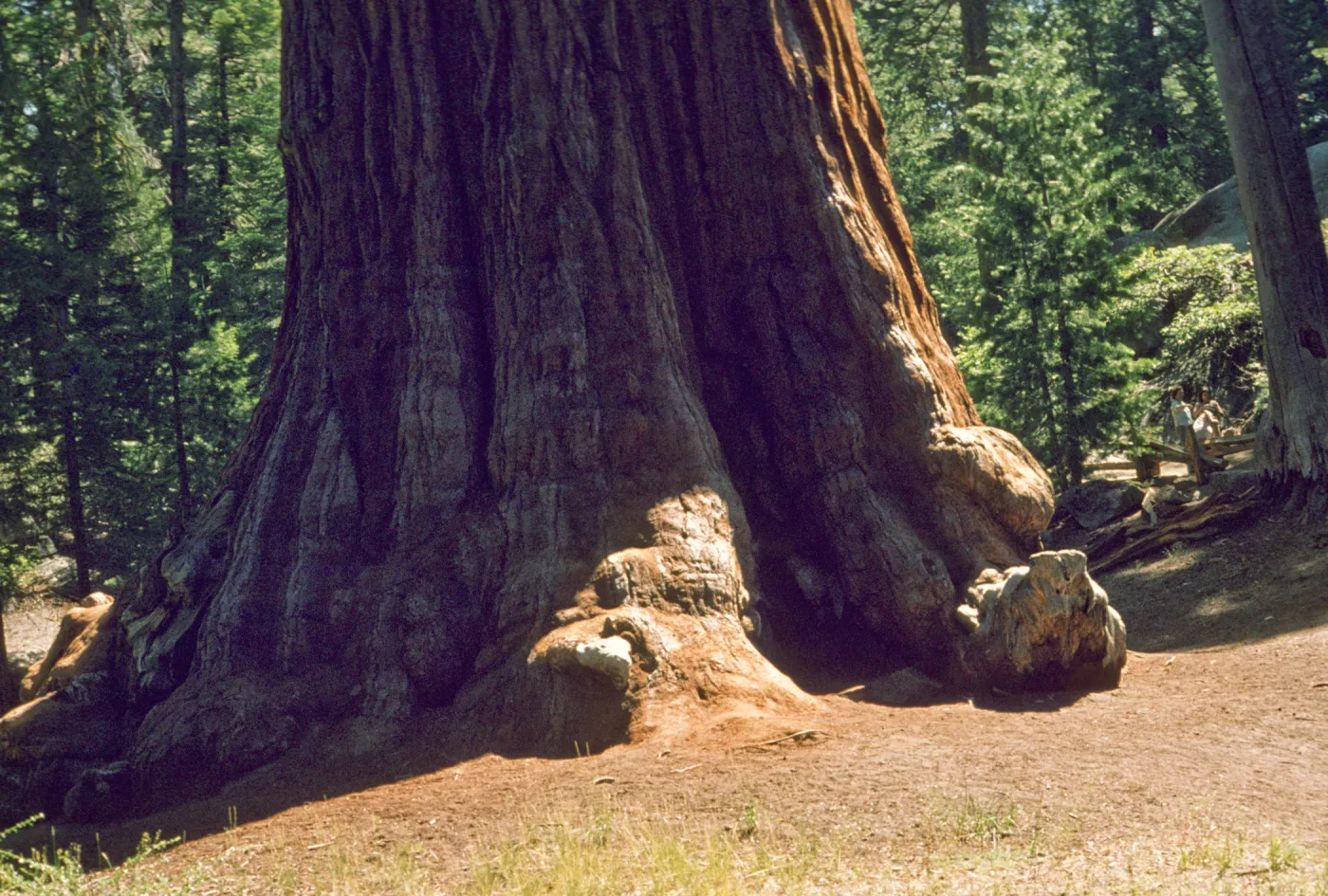 base of General Sherman tree, Sequoiadendron giganteum
