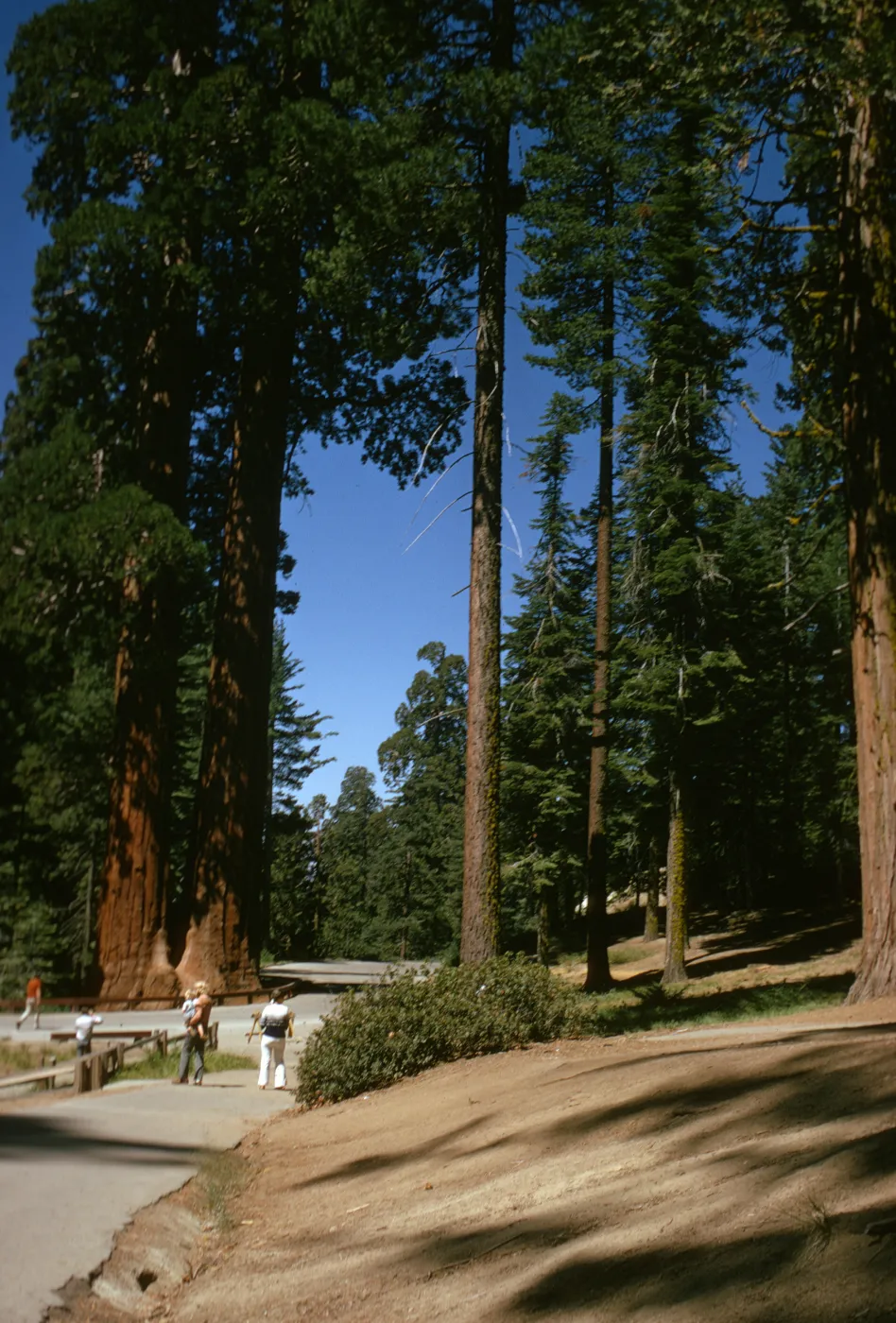 Sequoia National Park, near Grant Grove, Sequoiadendron giganteum