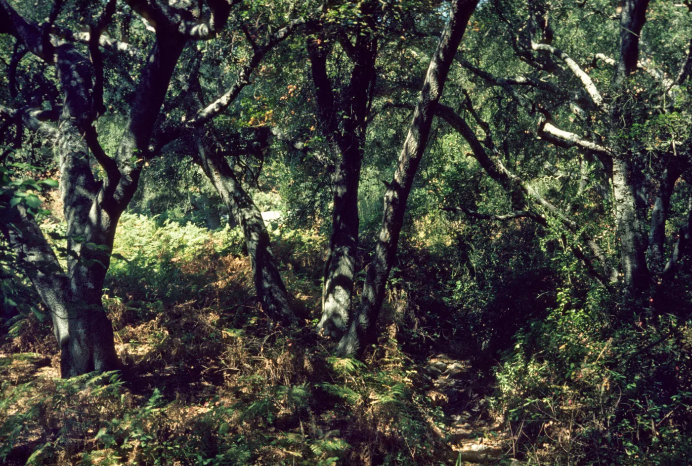 Toro Canyon Park