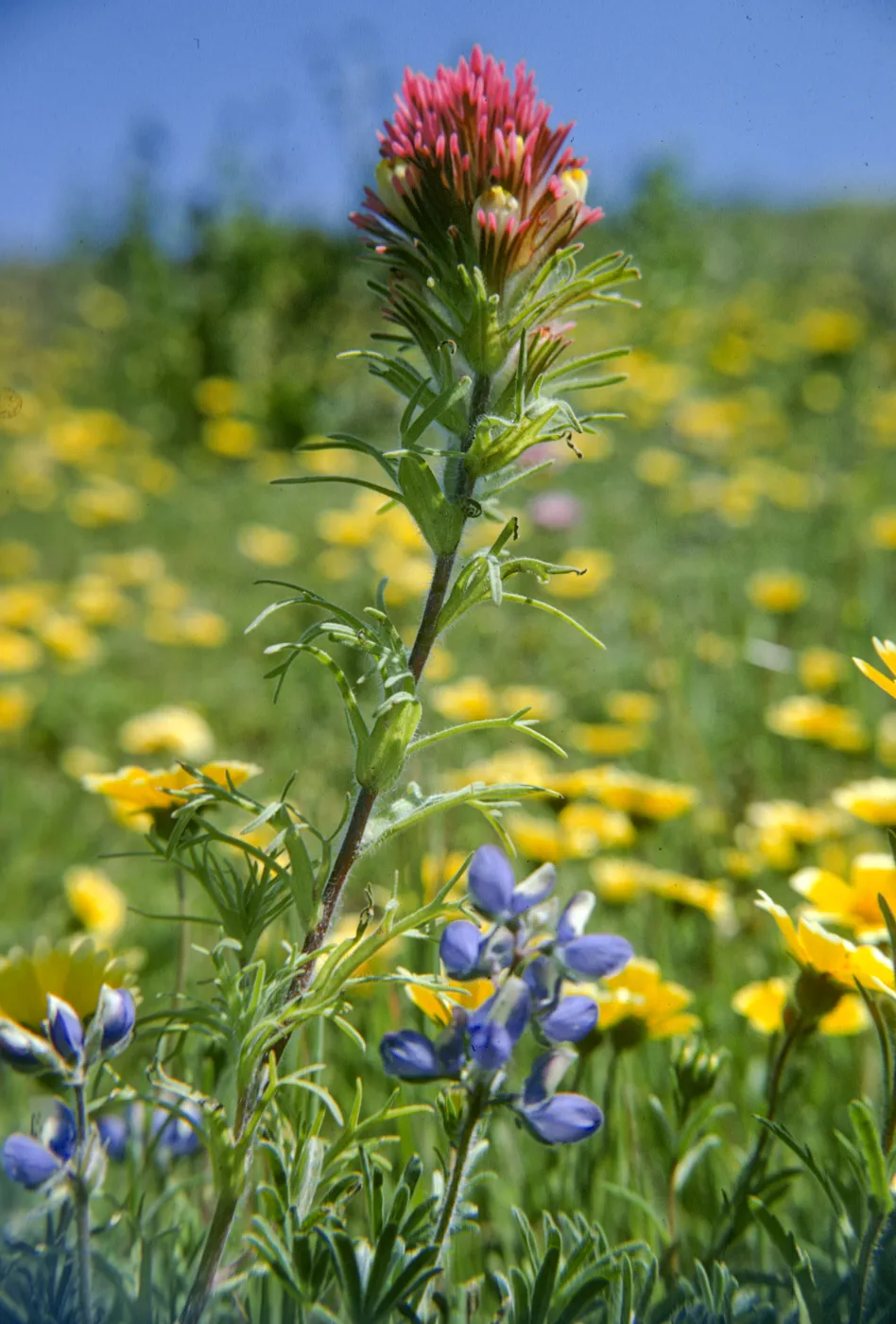 Jalama, Lupine, Owl's clover, Gold fields