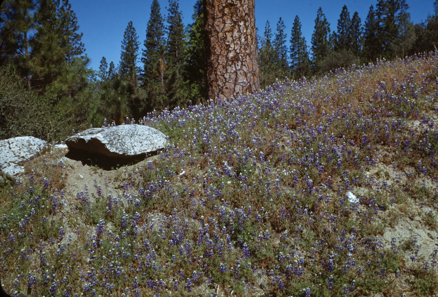 slope covered with Lupinus nanus in bloom, Bass Lake-Oakhurst Road