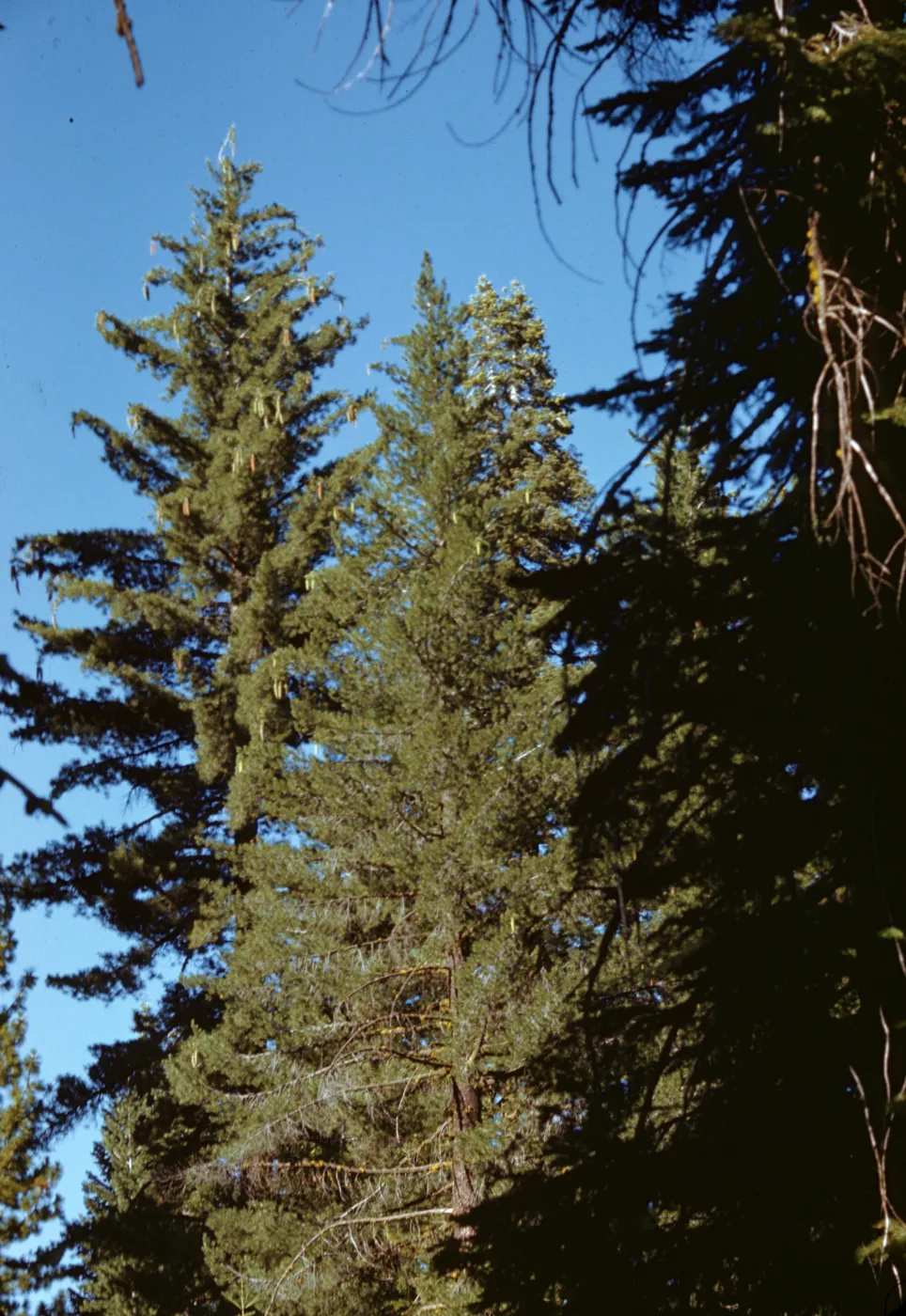 sugar pine, white fir, Dora Bell Camp, Shaver Lake