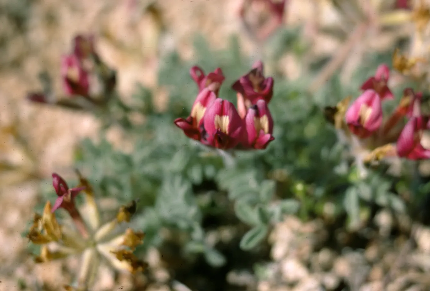 flower, Coso