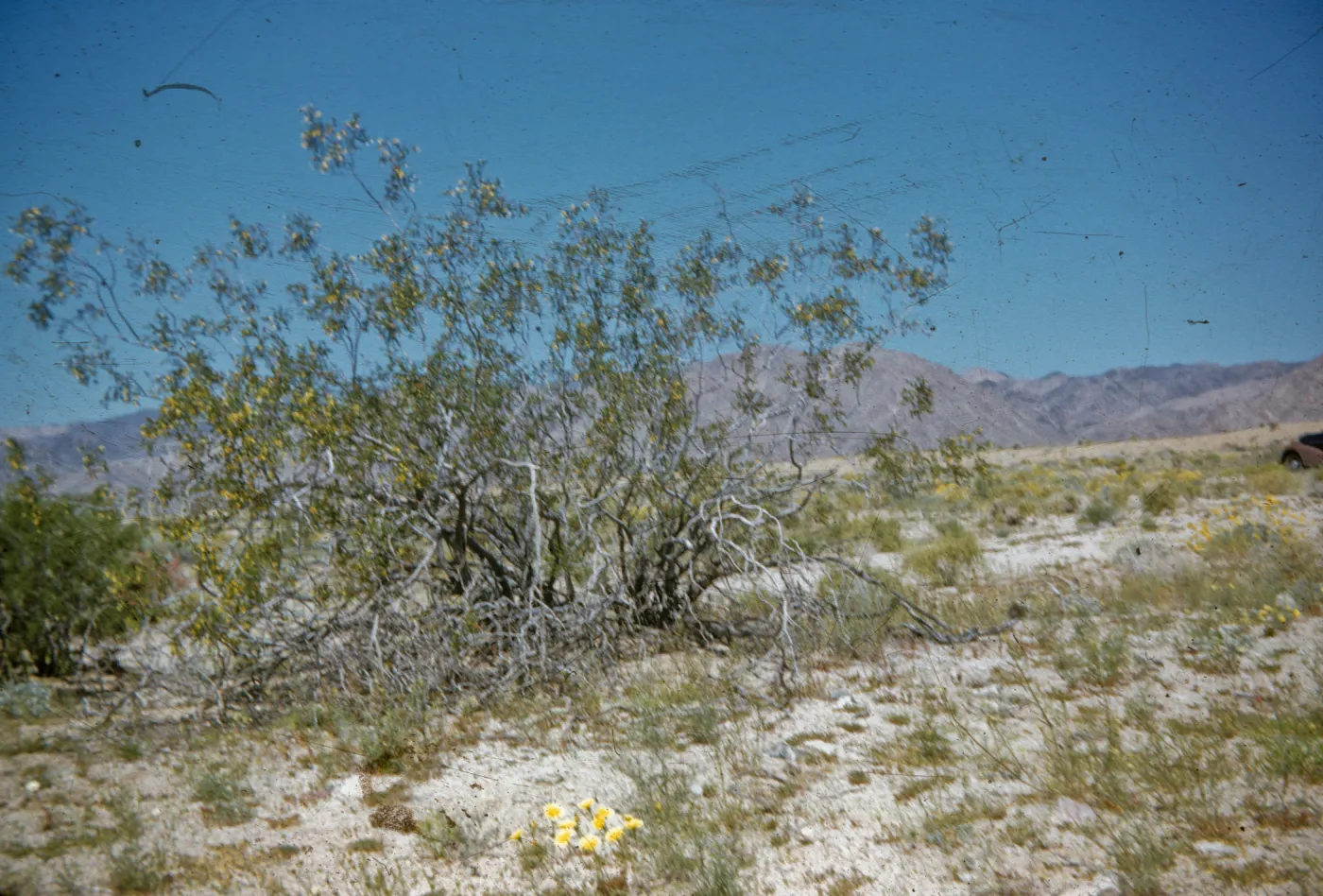 Larea, desert shrub