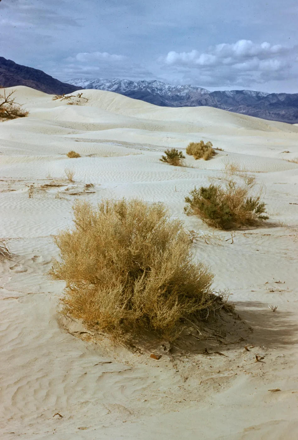 Sand Dunes, Death Valley