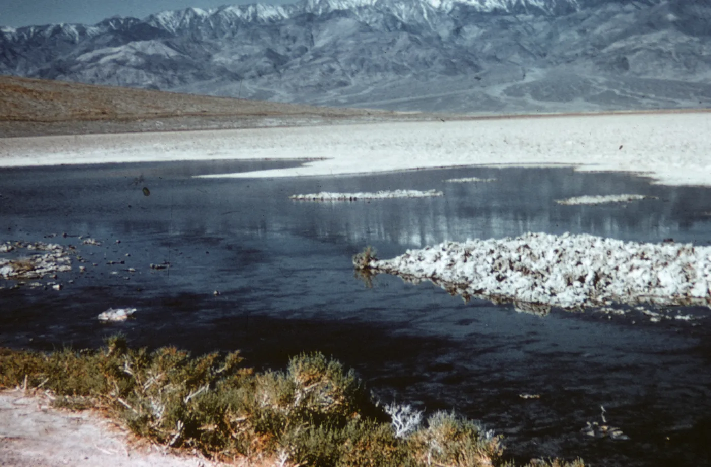Allenrolfea occidentalis (in foreground), Badwater, Death Valley