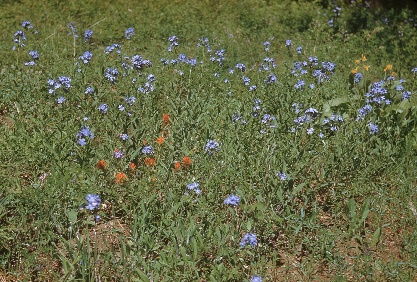 Hackelia valutina, Sawhill Flat Road, Fallen Leaf Lake, wildflowers